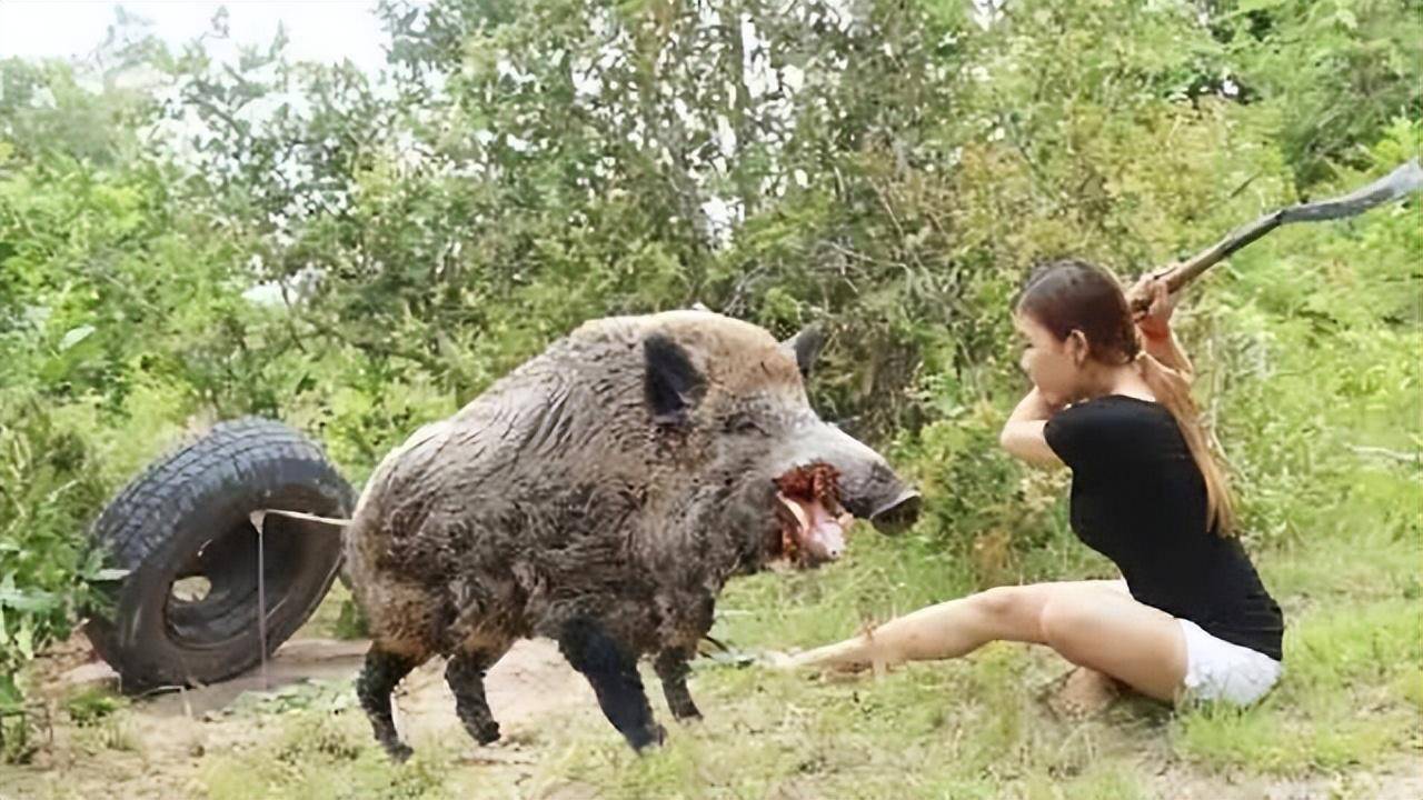 花山vs巨型野猪视频直播，一场让人心跳加速的原生态对决